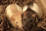 Rat Trixs - Do More With your Rats!