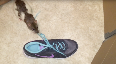 rat tap shoes