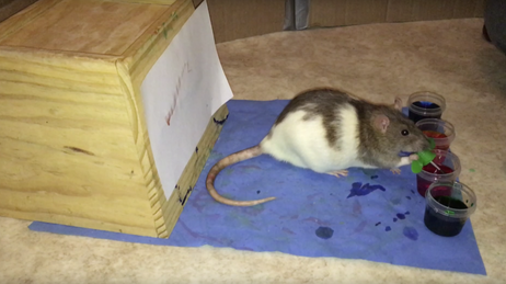 Painting - Rat Trixs - Do More With your Rats!