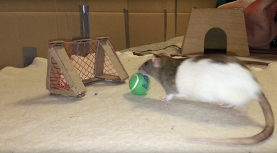 Soccer - Rat Trixs - Do More With your Rats!