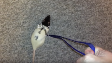 rats on leashes