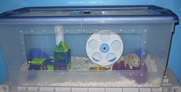 How to Make a DIY Bin Cage for Rats - Rat Trixs - Do More With your Rats!