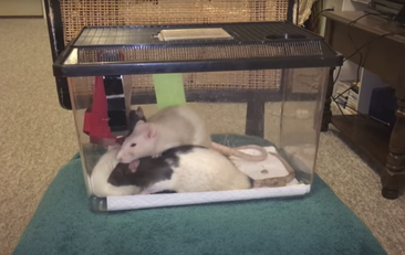 Keeping Pet Rats Together - Introducing Rats